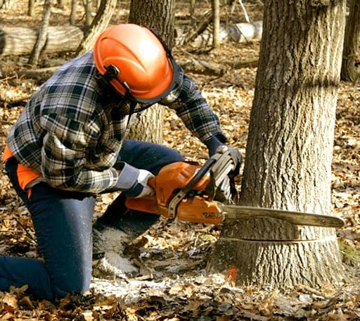 Tree Removal in Gasburg, VA